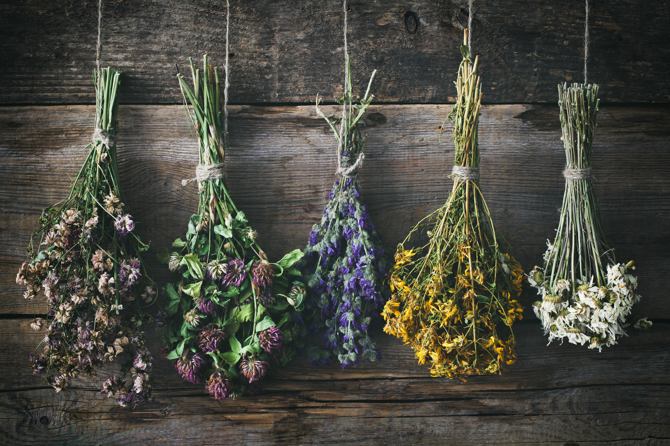 Hanging Bunches of Medicinal Herbs and Flowers